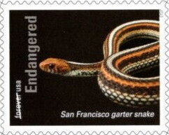 San Francisco Garter Snake (Thamnophis sirtalis tetrataenia)