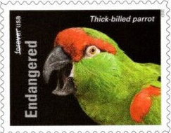 Stamp, Thick-Billed Parrot (Rhynchopsitta pachyrhyncha), United States of America,  , Animals (Fauna), Birds, Parrots