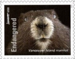 Stamp, Vancouver Island Marmot (Marmota vancouverensis), United States of America,  , Animals (Fauna), Mammals, Marmots, Rodents