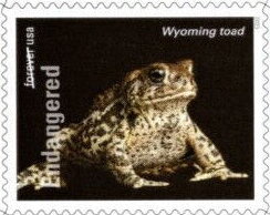 Wyoming Toad (Anaxyrus baxteri)