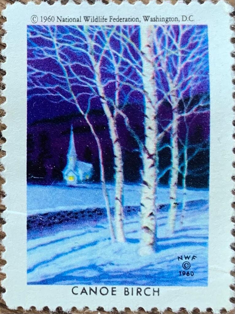 Canoe birch