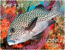 Fishes from Tubbataha Reef, Philippines