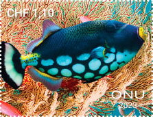 Fishes from Tubbataha Reef, Philippines