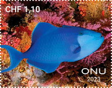 Fishes from Tubbataha Reef, Philippines