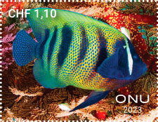 Fishes from Tubbataha Reef, Philippines