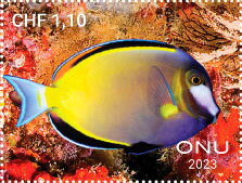 Fishes from Tubbataha Reef, Philippines