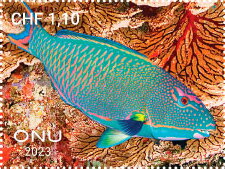 Fishes from Tubbataha Reef, Philippines