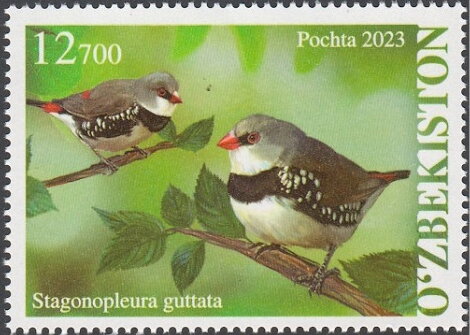 Diamond Firetail (Stagonopleura guttata)