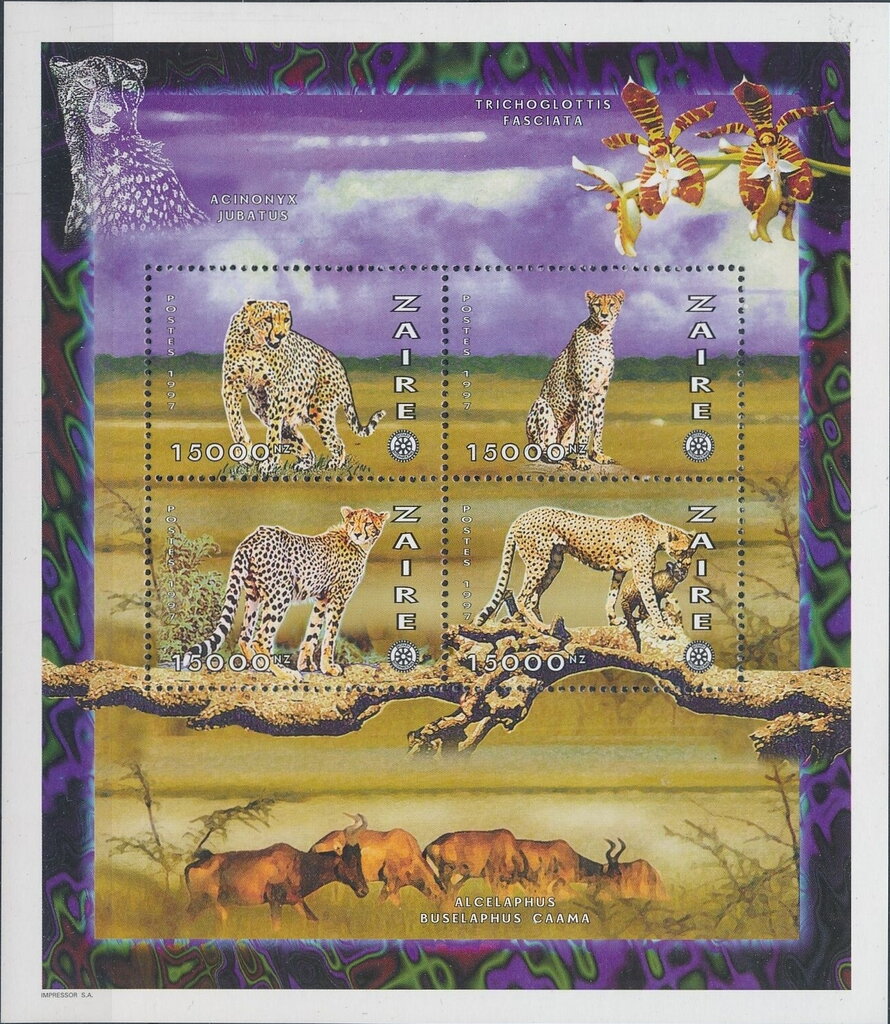 African Fauna Cheetahs (Acinonyx Jubatus)