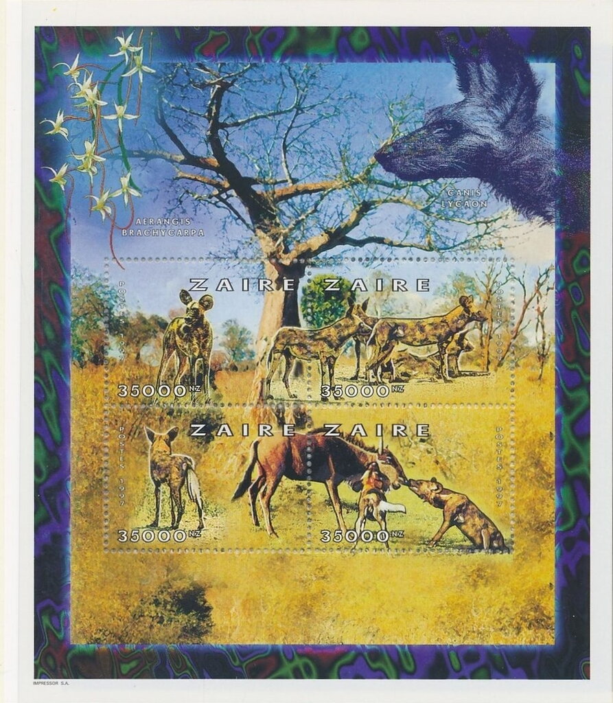 African Fauna Wild Dogs (Canis Lycaon)