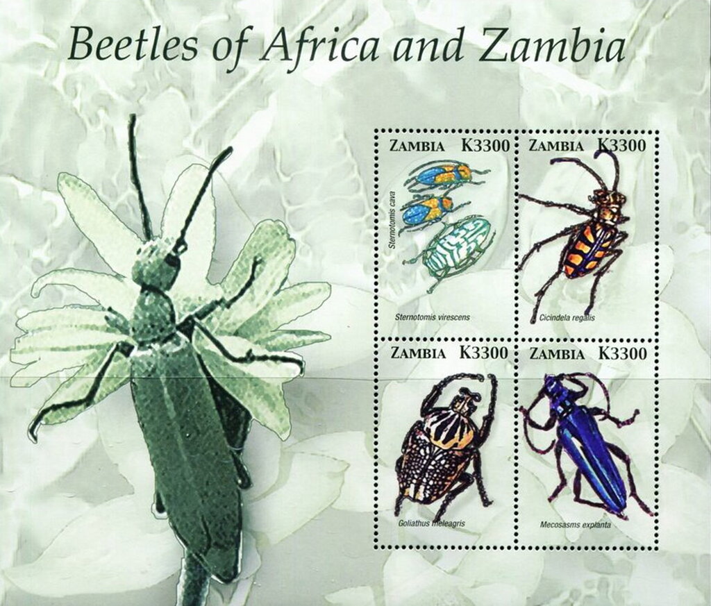 African Beetles