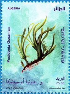 Stamp, Neptune Grass (Posidonia oceanica), Algeria,  , Aquatic Plants, Plants (Flora)