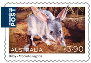 Bilby (Macrotis lagotis)