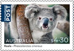 Koala (Phascolarctos cinereus)