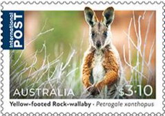 Yellow-Footed Rock-Wallaby (Petrogale xanthopus)