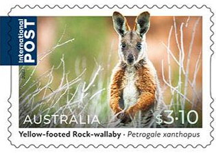 Stamp, Yellow-Footed Rock-Wallaby (Petrogale xanthopus), Australia,  , Animals (Fauna), Kangaroos, Mammals, Marsupials