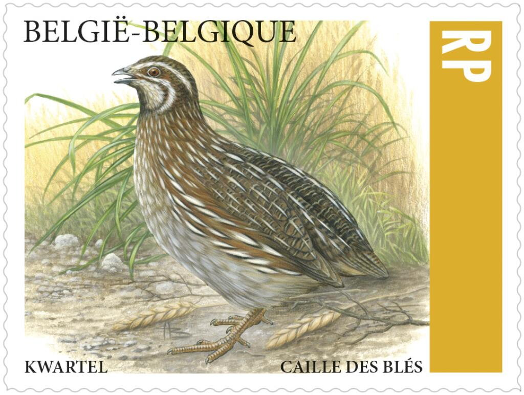 Common Quail (Coturnix coturnix)