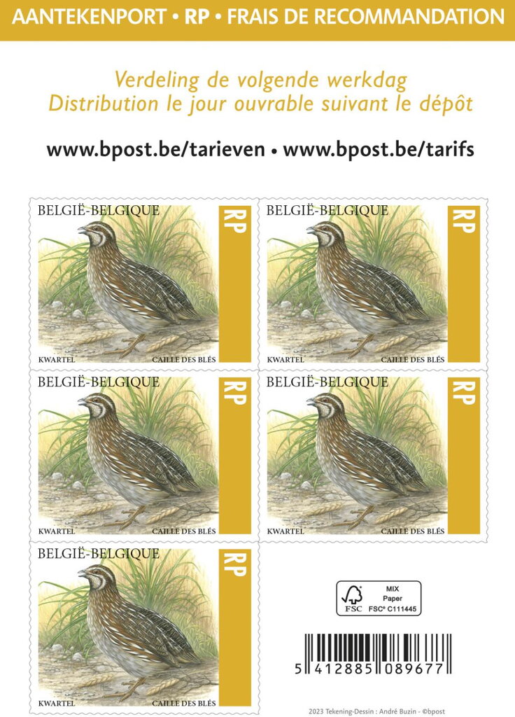 Common Quail (Coturnix coturnix)