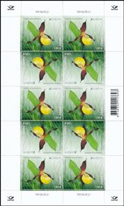 Full Pane, Lady’s Slipper (Cypripedium calceolus), Estonia,  , C.E.P.T. / Europe, Flowers, Orchids, Plants (Flora)