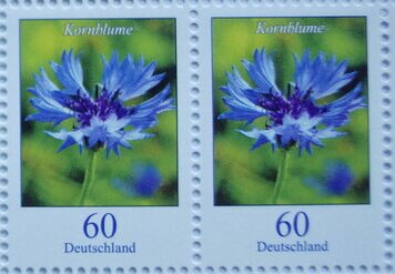 Cornflower (Centaurea cyanus)