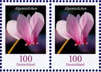 Cyclamen (Cyclamen persicum)