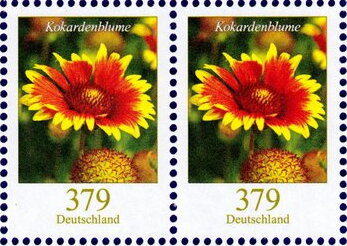 Firewheel (Gaillardia pulchella)