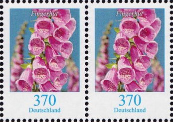 Foxgloves (Digitalis)