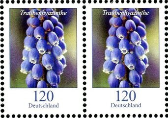 Grape Hyacinth (Muscari)