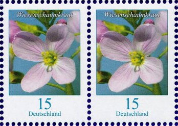 Milkmaids (Cardamine pratensis)