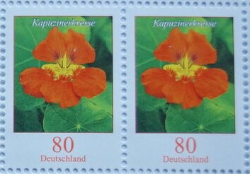 Nasturtium (Tropaeolum majus)