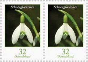Snowdrop
