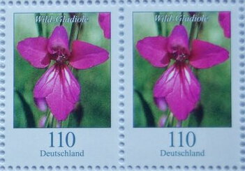 Wild Gladiola (Gladiolus illyricus)