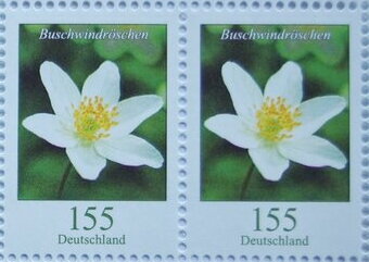 Wood Anemone (Anemone nemorosa)