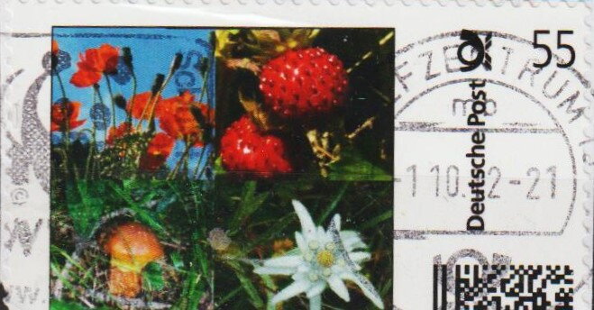 Strawberries Flowers and a Toy Door