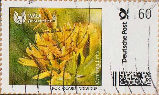 Wala Anmeimitte. Gentiana lutea