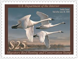 Stamp, Tundra Swans (Cygnus columbianus), United States of America,  , Swans