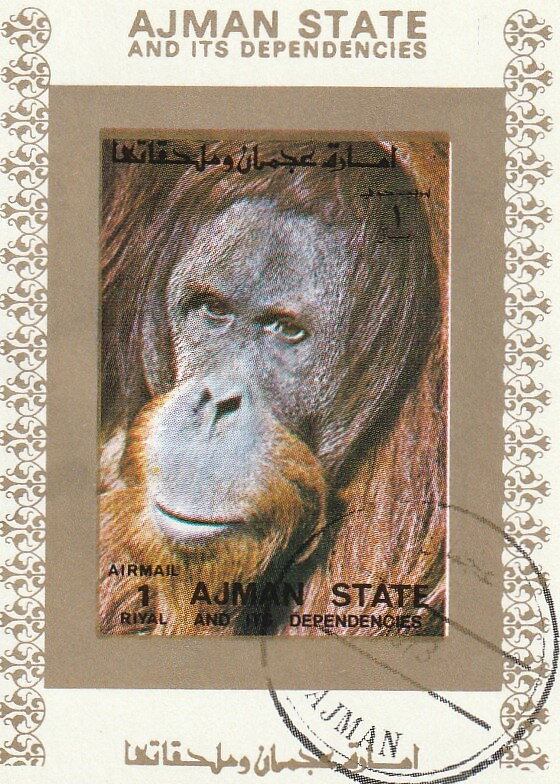 Bornean Orangutan (Pongo pygmaeus)