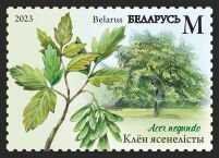 Box Elder (Acer negundo)