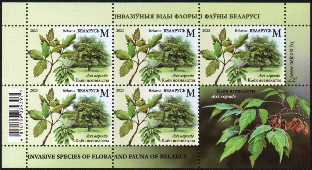 Box Elder (Acer negundo)
