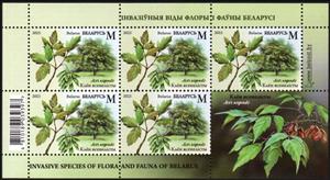 Full Pane, Box Elder (Acer negundo), Belarus,  , Animals (Fauna), Plants (Flora)