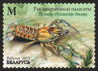 Spiny-Cheek Crayfish (Faxonius limosus)