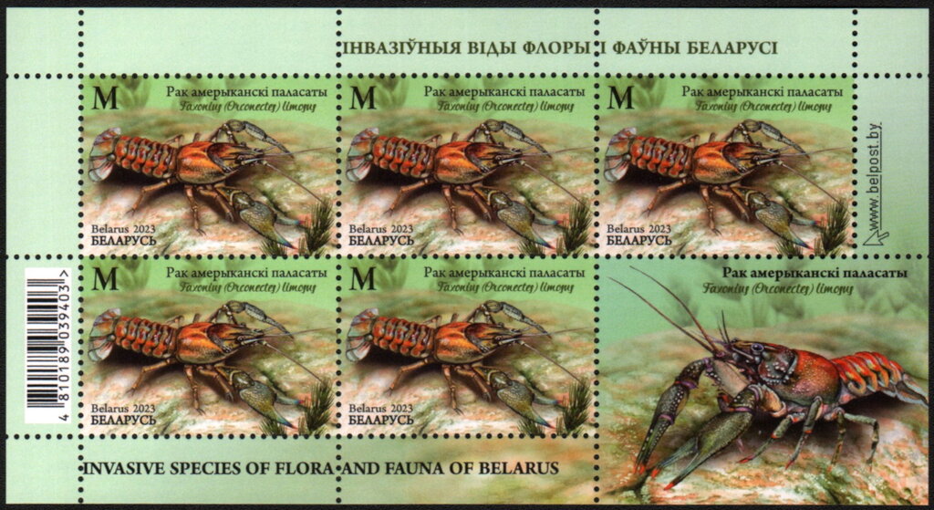 Spiny-Cheek Crayfish (Faxonius limosus)