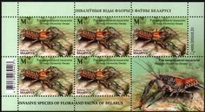 Full Pane, Spiny-Cheek Crayfish (Faxonius limosus), Belarus,  , Animals (Fauna), Plants (Flora)