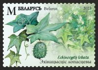 Wild Cucumber (Echinocystis lobata)