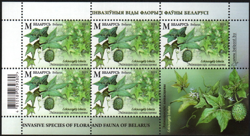 Wild Cucumber (Echinocystis lobata)