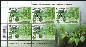 Full Pane, Wild Cucumber (Echinocystis lobata), Belarus,  , Animals (Fauna), Plants (Flora)