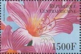 Amaryllis belladonna