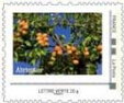 Apricot tree