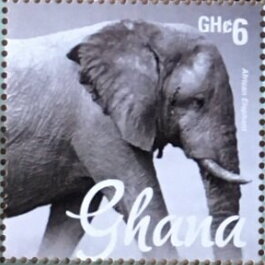 Elephants
