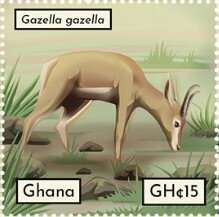 Gazella gazella